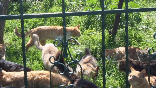 La presencia de gatos en la ciudad es posible y deseable