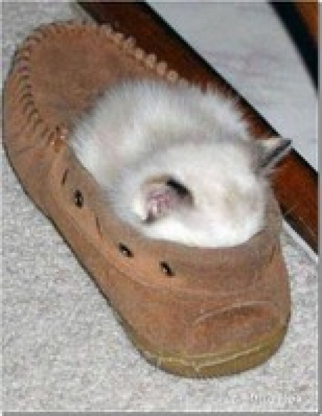 Cuidados del Gatito. 