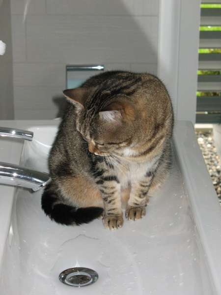 Entrenando a tu gato para usar el baño Gato en el lavamanos