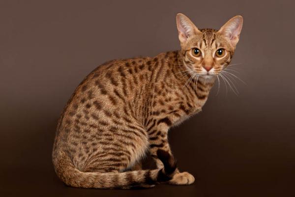 PETSmania - Ocicat. 