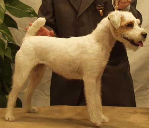 Parson Russell Terrier. Suzan
