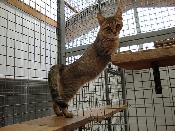 PETSmania - Pixie Bob. por Gatil Ragbelas