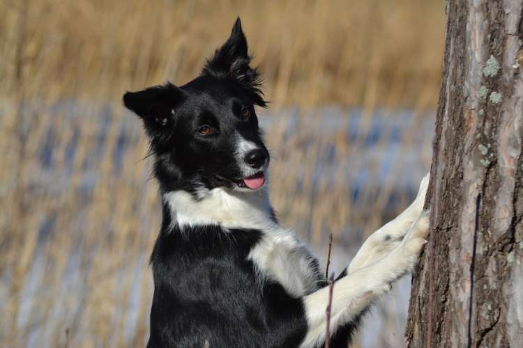 Border Collie.