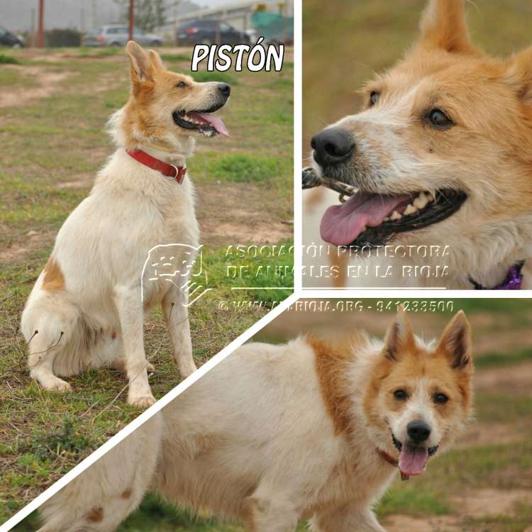 PistÓn. Perro en adopcion que busca casa.