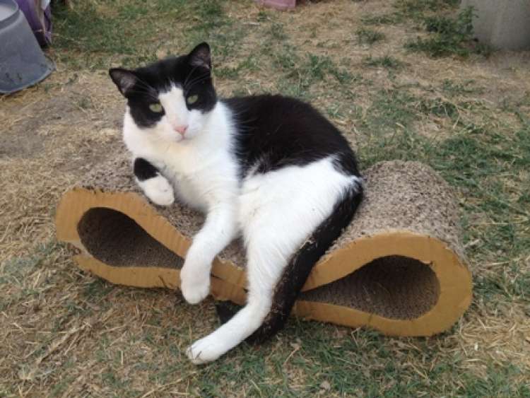 Jan. Gato en adopcion que busca casa.