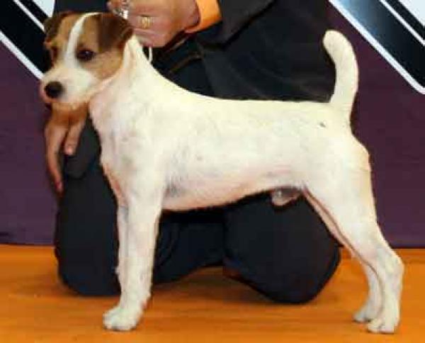 DE LAS DOCE ISLAS - Parson Russell Terrier. Muhlross Melrosian: `Mel´