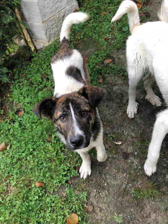 Asociación Protectora de Animales La Pontiga MASQUECHUCHOS - Neska.