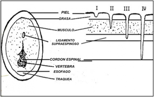 Rhodesian Ridgeback. La salud del Rhodesian Ridgeback