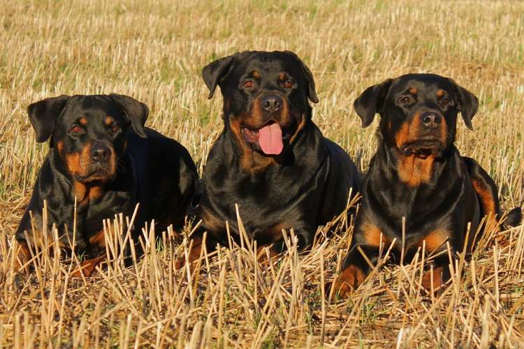 Rottweiler Rottweiler