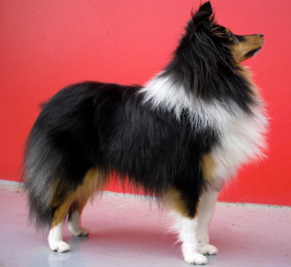 Shetland Sheepdog. Hildasey You are my Life da Casa Mont´Alves (Timba)