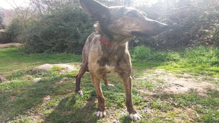 Kika. Perro en adopcion que busca casa.