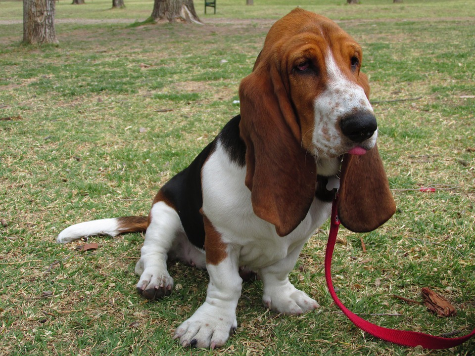 ¿Cuáles son las razas de perros con las patitas cortas? Basset Hound sentado en un parque