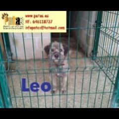 LEO.  Perro en adopcion que busca casa. LEO.  Perro en adopcion que busca casa.