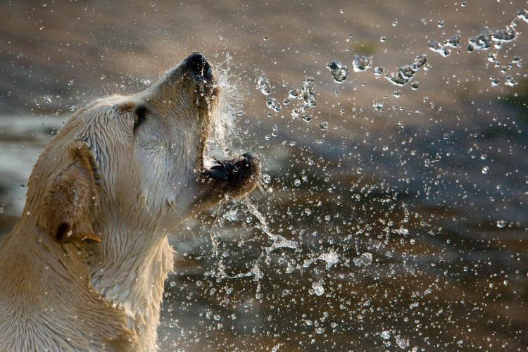Como es la raza de perro Labrador Retriever Labrador Retriever color trigo jugando con el agua