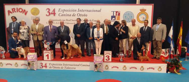 Mejores ejemplares de la 34º Exposición Internacional Canina de Otoño