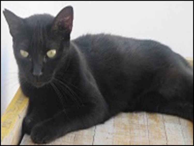 Sociedad Valenciana Protectora de Animales y Plantas SVPAP - Gato mestizo. Lola.