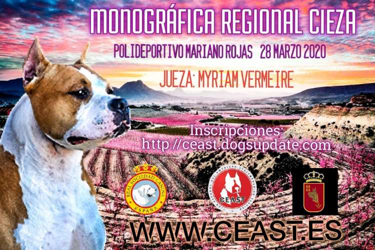 CLUB ESPAÑOL DEL AMERICAN STAFFORDSHIRE TERRIER - American Staffordshire Terrier. Belleza. MONOGRÁFICA REGIONAL CIEZA DEL AMERICAN STAFFORSHIRE TERRIER (Murcia   España)