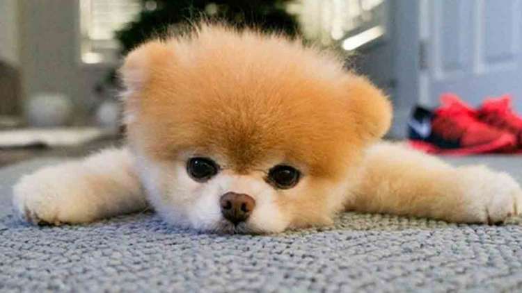 PETSmania - Boo  el perro más lindo del mundo (Foto  Instagram)
