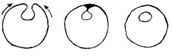 Rhodesian Ridgeback. LA FORMACIÓN Y LA IMPORTANCIA DEL DERMOID SINUS