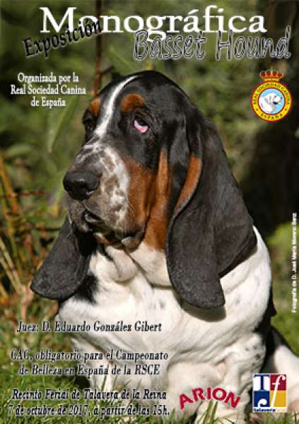 Real Sociedad Canina de España - Belleza. EXPOSICIÓN MONOGRÁFICA DEL BASSET HOUND (Toledo   España)