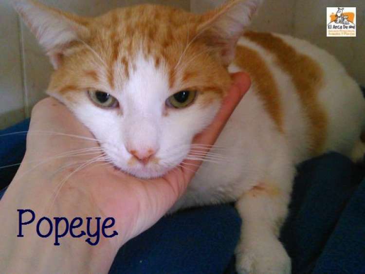 Gato mestizo. Popeye. Gato mestizo. Popeye.