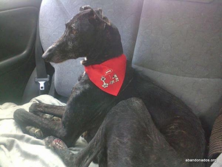 Galgo Español. Grace. Galgo Español. Grace.