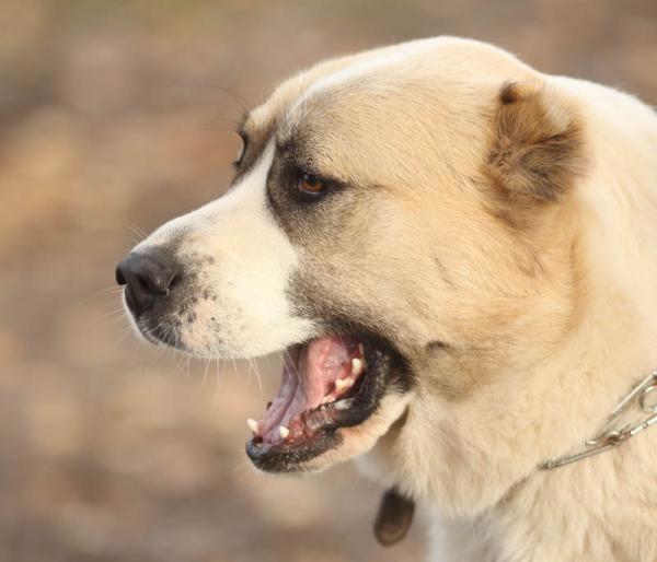 Mastín del Pirineo. 