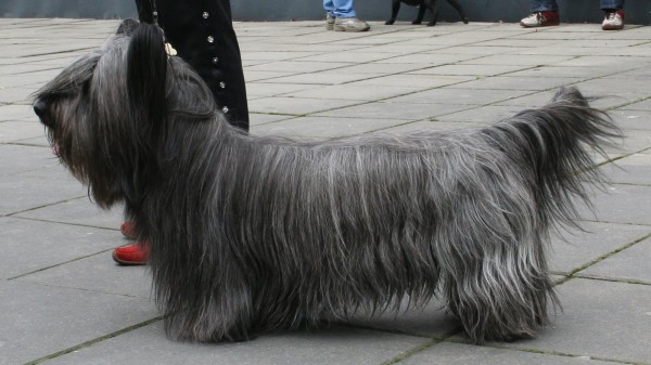 Skye Terrier. Pleple2000