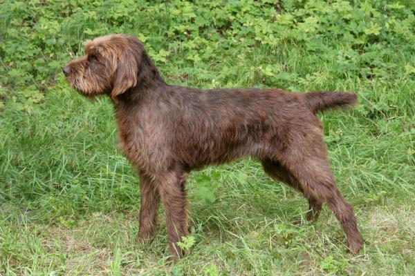 PETSmania - Pudelpointer. 