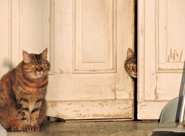 gatos en la puerta