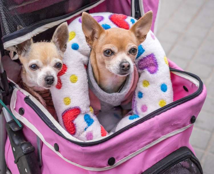 Elige para tu perro el mejor transportín Transportín para perros