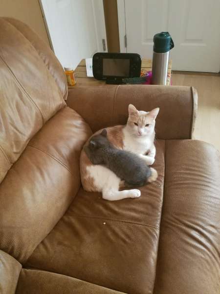 cortesia usuario Imgur leftofthenormal cortesia usuario Imgur leftofthenormal