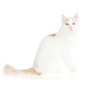 Van Turco. Conociendo la Raza.  Van Turco. Conociendo la Raza.