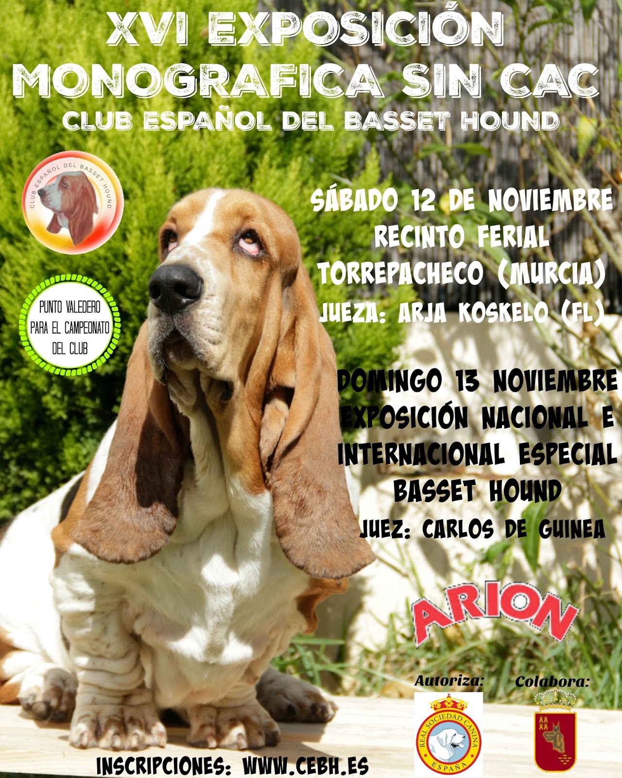 Belleza. XVI Exposición Nacional sin CAC del Club Español del Basset Hound (Murcia   España)