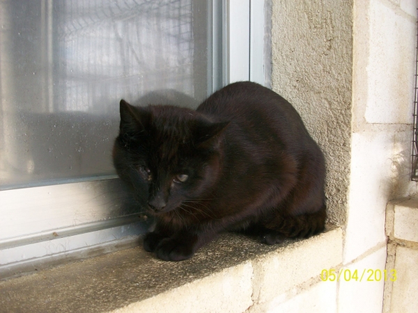 Comun Europeo. Wonder y Feli