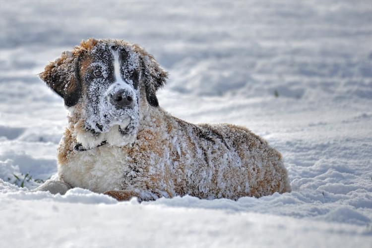 Perro en la nieve
