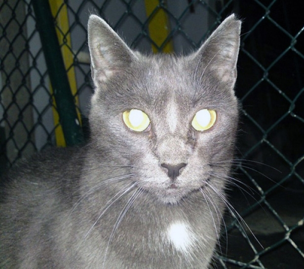 Comun Europeo. Camila