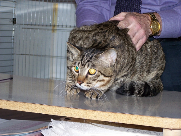 PETSmania - Dragon Li. por laweinberger