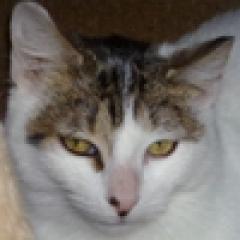Barajas5 - Siria.  Gato en adopcion que busca casa.