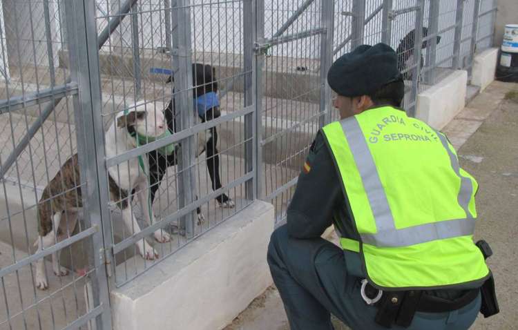 Los perros que mataron a un hombre de Alicante  antes de ser sacrificados. GUARDIA CIVIL