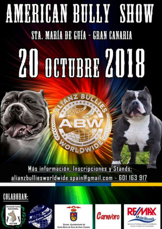 Belleza. American Bully Show Gran Canaria 2018 (Las Palmas   España)