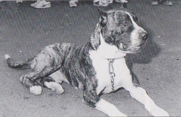 LA ISLA DE LOS VOLCANES - Dogo Canario. Zorba  Zorba, 1983 Este macho ha sido legendario en la cría de Gran Canaria