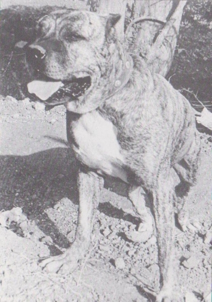 LA ISLA DE LOS VOLCANES - Dogo Canario. Pepolín  Pepolín, 1951 Típico y rústico ejemplar de orejas recortadas. Destaca la excelente construcción de la cabeza