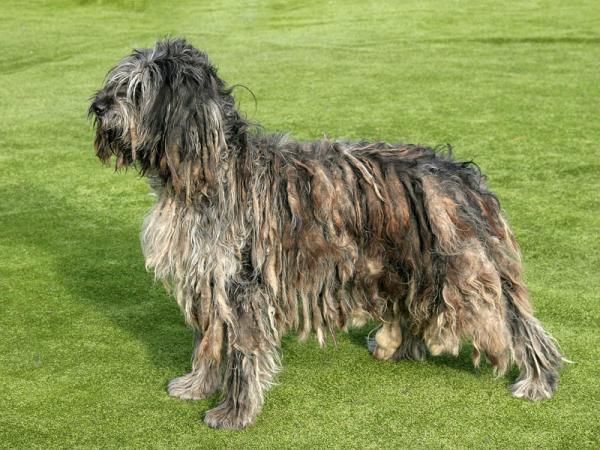 PETSmania - Pastor Bergamasco. 