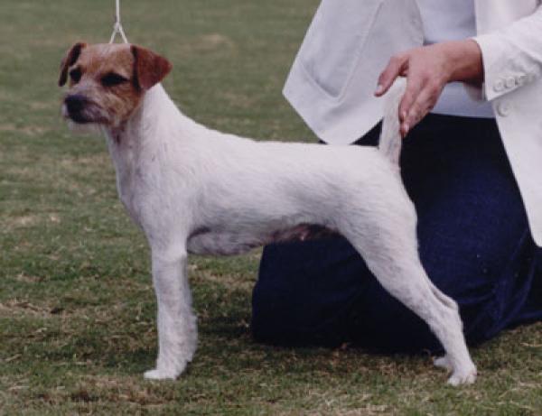 Parson Russell Terrier. Suzan