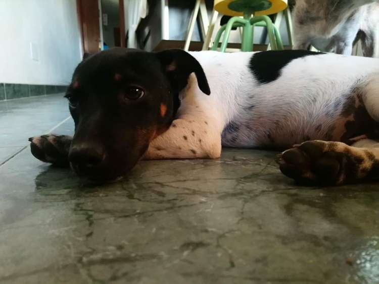 Sociedad Protectora de Animales y Plantas ALONDRA DE DUPONT - Perro mestizo. Cachorrito.