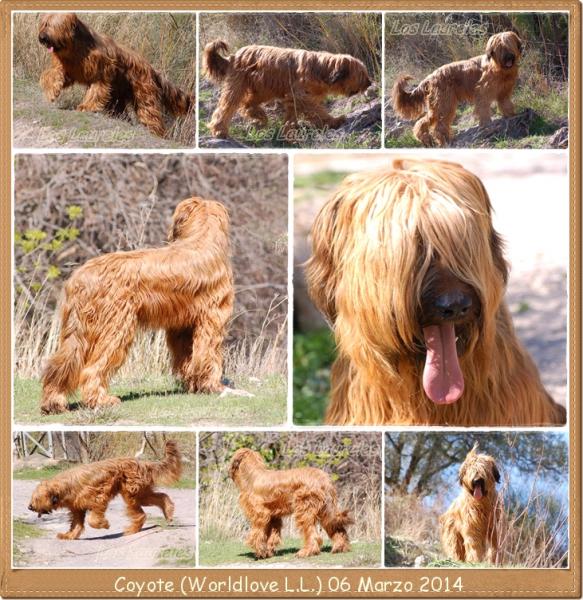 LOS LAURELES Pastor de Brie - Pastor de Brie. Coyote 1 año (worldlove L.L.) 06 Marzo 2014