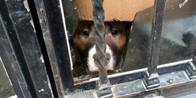 La Policía de Sevilla rescata a dos perros abandonados en una vivienda.