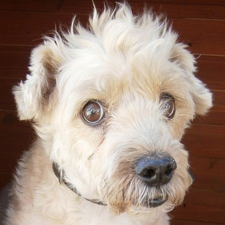 EMEGE.  Perro en adopcion que busca casa.