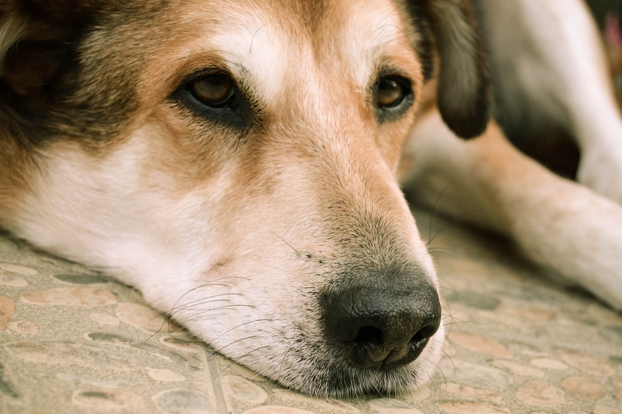 PETSmania - Perro con mirada triste